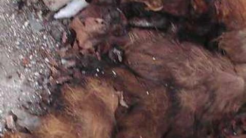 Camp Bision - Burwash-Correctional-Prison791.jpg