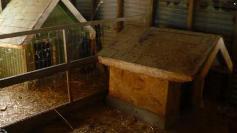 Bird dog - Bird-House-Lane63.jpg