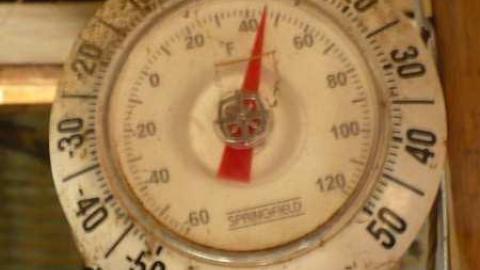 Bird dog - Bird-House-Lane64.jpg