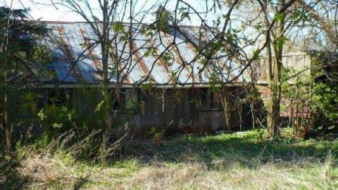 Bird dog - Bird-House-Lane65.jpg