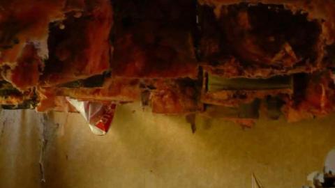 Bird dog - Bird-House-Lane67.jpg