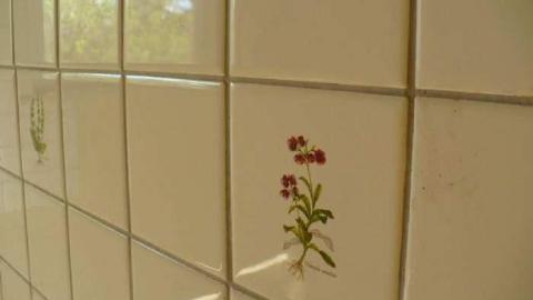 Bird dog - Bird-House-Lane69.jpg