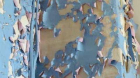 Bird House Lane photo 3