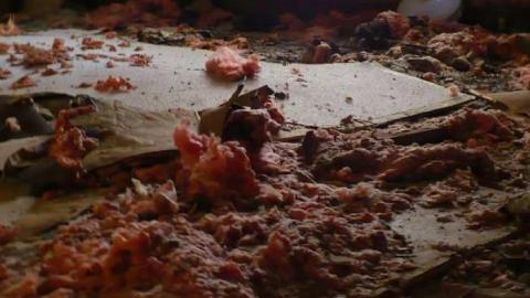 Bird dog - Bird-House-Lane81.jpg