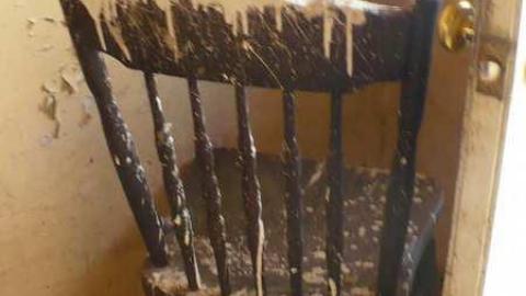 Bird dog - Bird-House-Lane82.jpg