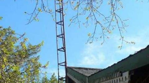 Bird dog - Bird-House-Lane83.jpg