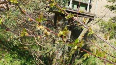 Bird dog - Bird-House-Lane86.jpg