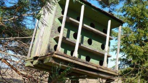 Bird dog - Bird-House-Lane87.jpg