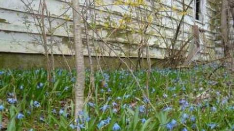 Decaying house  - DSC00552.jpg
