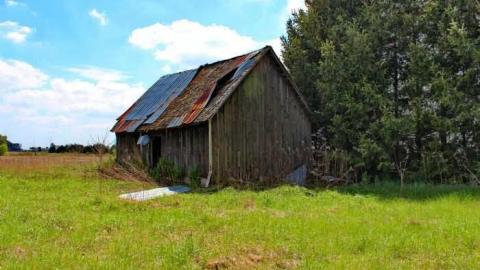 Golden Moldy photo 3