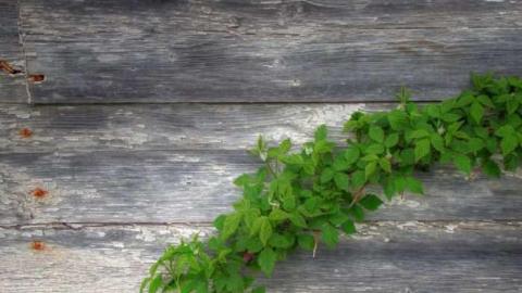 Look a little closer - Hurontario-Street112.jpg