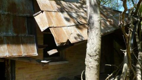 Mellow Yellow - P1070438.jpg