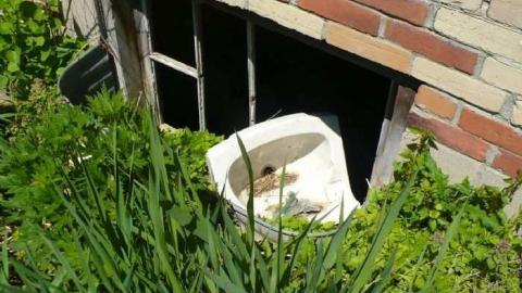 Mellow Yellow - P1070441.jpg