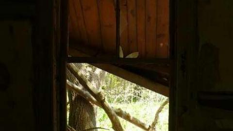 Mellow Yellow - P1070447.jpg