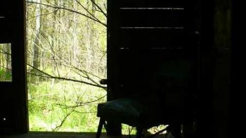 Mellow Yellow - P1070448.jpg