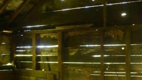 Mellow Yellow - P1070455.jpg