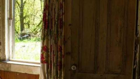 Mellow Yellow - P1070458.jpg