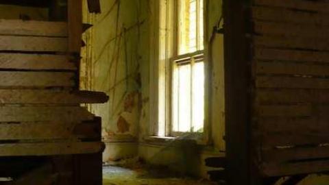 Mellow Yellow - P1070462.jpg