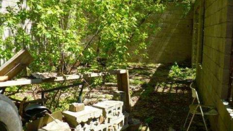 Mellow Yellow - P1070475.jpg