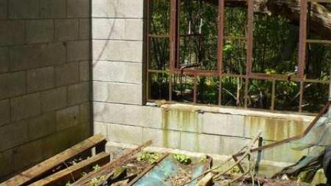 Mellow Yellow - P1070476.jpg