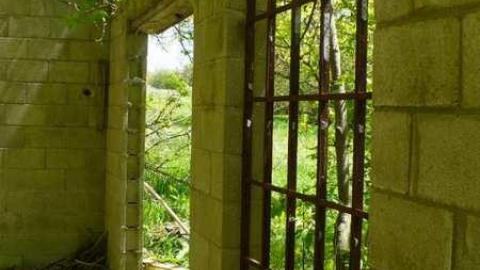 Mellow Yellow - P1070479.jpg