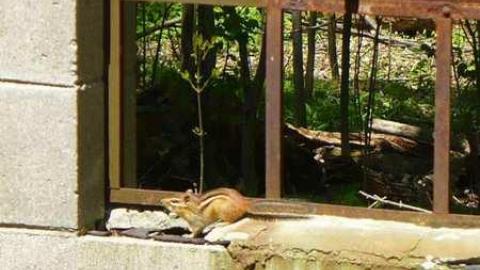 Mellow Yellow - P1070477.jpg