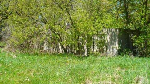 Mellow Yellow - P1070480.jpg