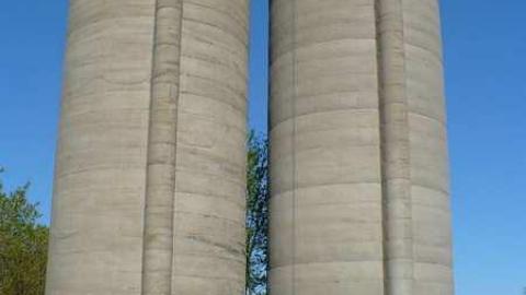 Mellow Yellow - P1070482.jpg