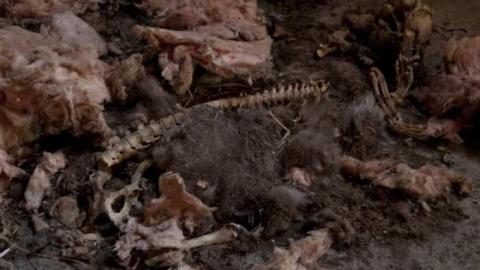 April 6th 2012 - Dog Maybe.jpg