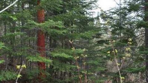 Nipigon Ski Hill - Nipigon-Ski-Hill11.jpg