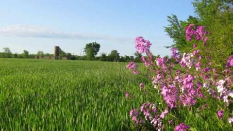 Burger and Fox Remains - Burger-and-Fox-Rd-Farm-Remains14.jpg