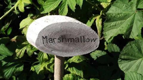 Updated Pics. 05/19/2012 - Balls-Falls-(ghost-town)10.jpg