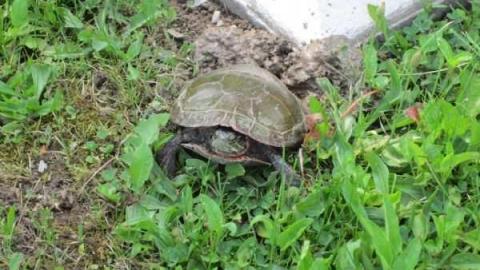 Lyons Creek Cemetery photo 2