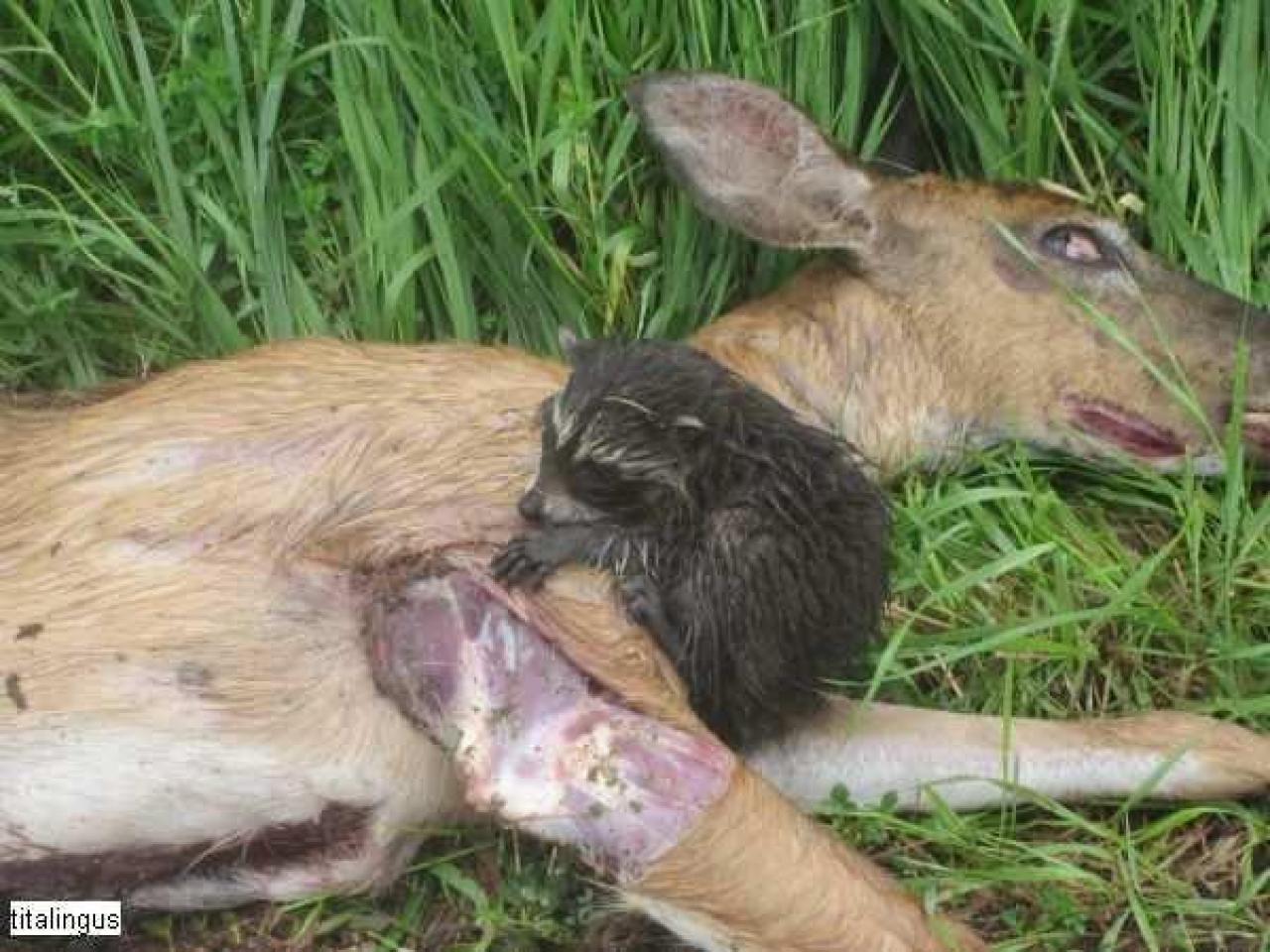 raccoon - IMG_4725.jpg