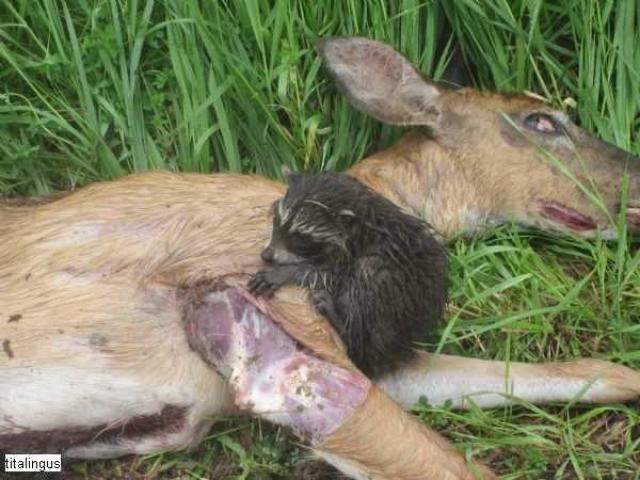 Old Stoners Die Hard - East Garafraxa, Ontario