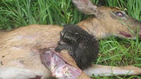 Old Stoners Die Hard - East Garafraxa, Ontario