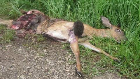 Old Stoners Die Hard photo 2