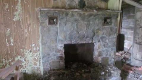 raccoon - IMG_4711.jpg