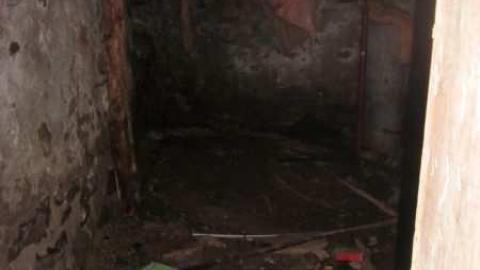 raccoon - IMG_4714.jpg