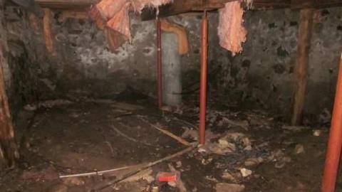 raccoon - IMG_4716.jpg