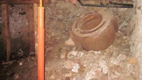 raccoon - IMG_4717.jpg