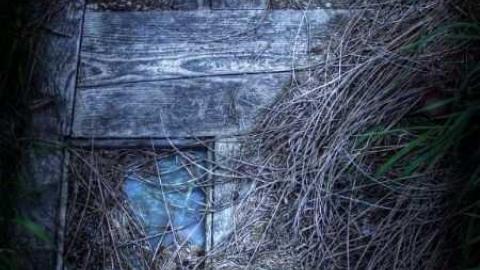 Falling to its Knees - Farmhouse-NE-of-Fergus96.jpg