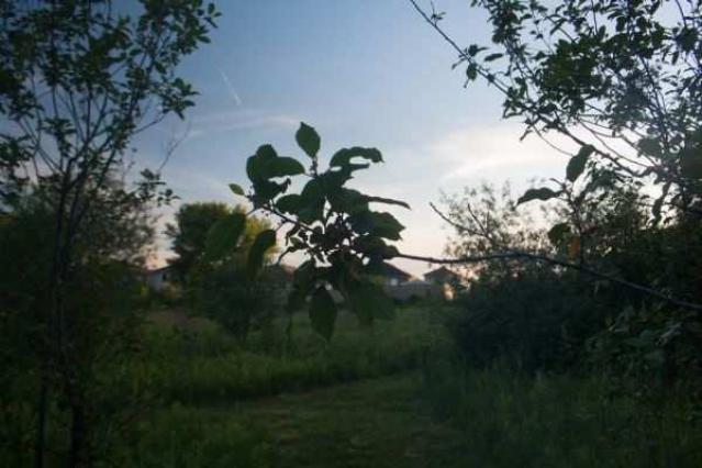 A.M. Ross Farm photo 2