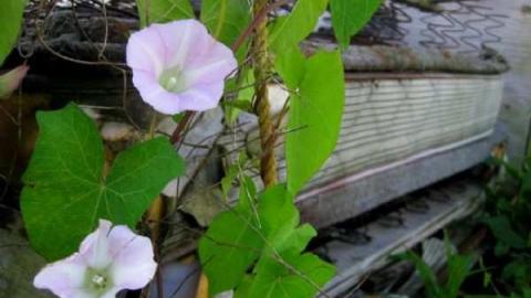 Riverboat Inn - Riverboat-Inn-(Demolished)19.jpg