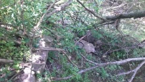 Ruins - Meadowlily-Mill15.jpg