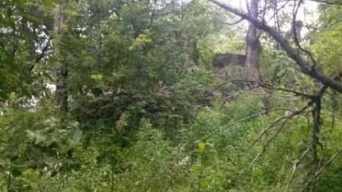 Meadowlily Mill - London, Ontario