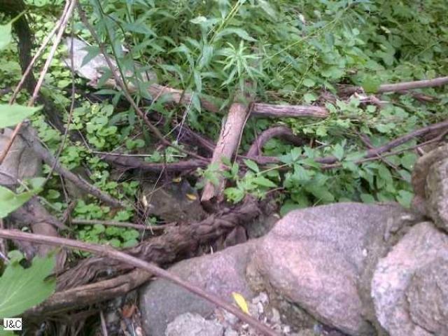 Meadowlily Mill photo 5