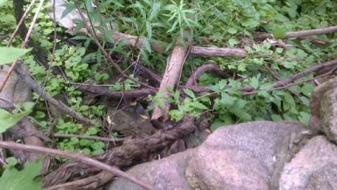 Meadowlily Mill photo 5