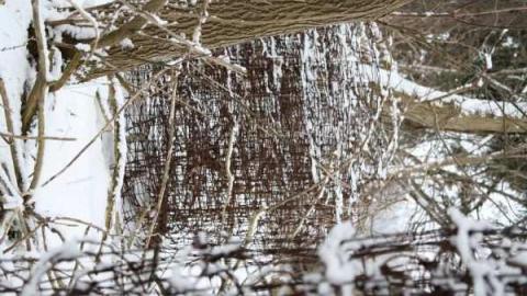 jeremiah's - Jeremiahs-Field11.jpg