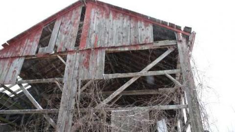 jeremiah's - Jeremiahs-Field12.jpg